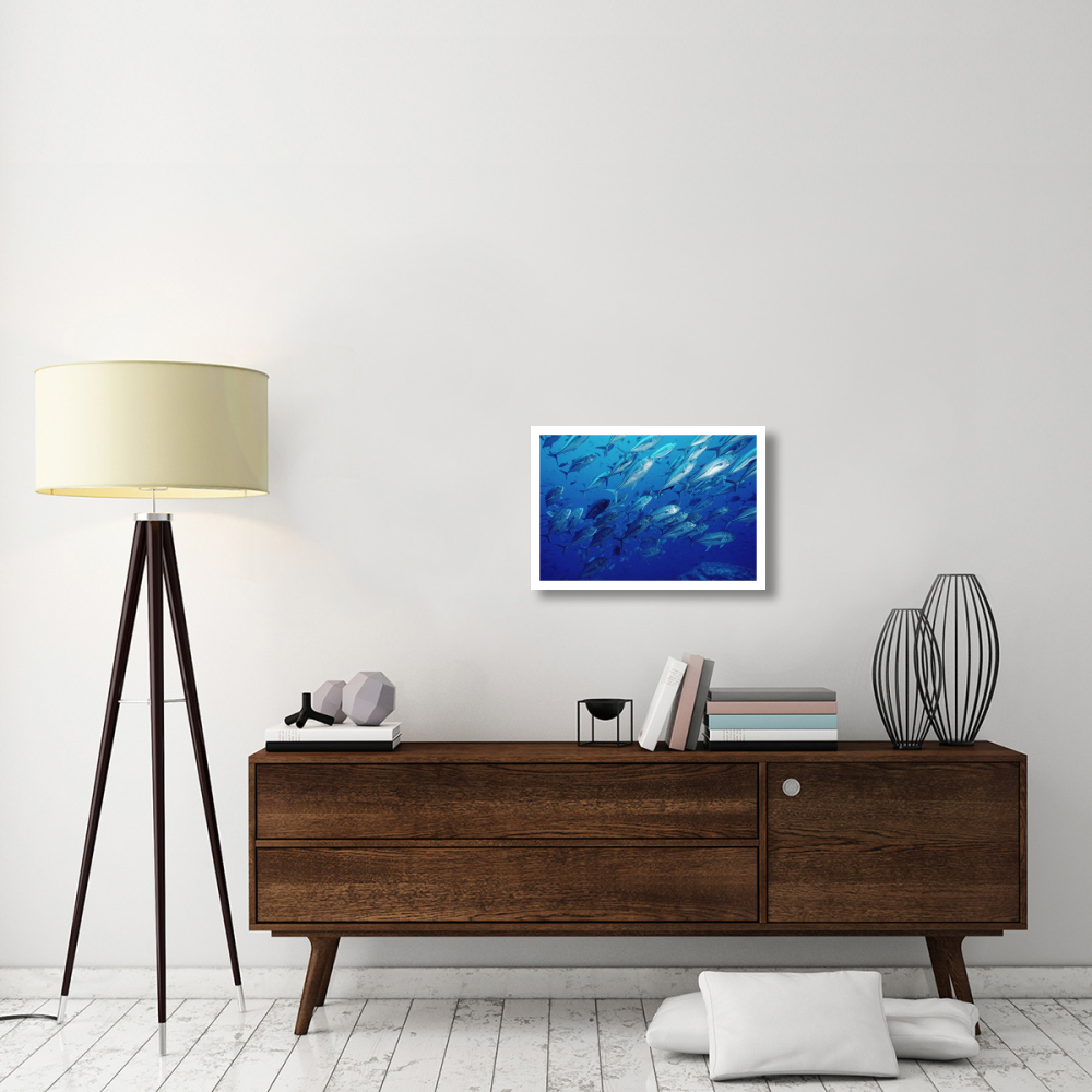 Cavalla school off of Cocos Island, Costa Rica-Paper Art-26&quotx18"