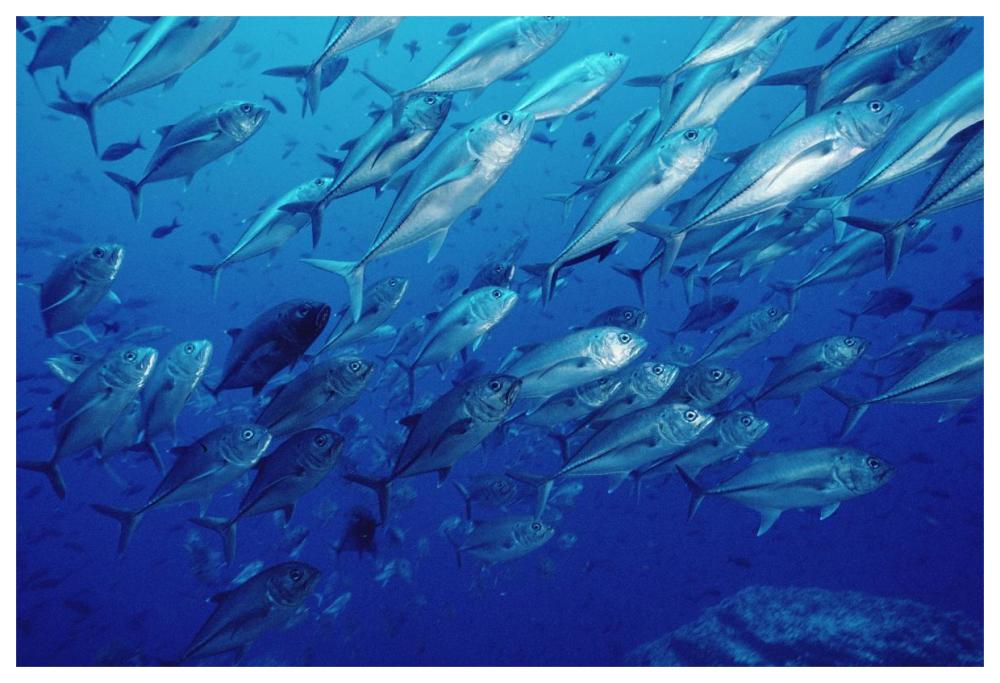 Cavalla school off of Cocos Island, Costa Rica-Paper Art-62"x42"