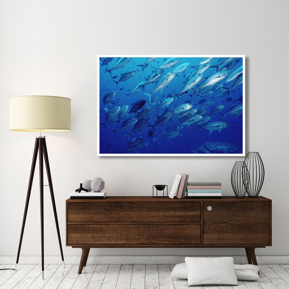 Cavalla school off of Cocos Island, Costa Rica-Paper Art-62&quotx42"