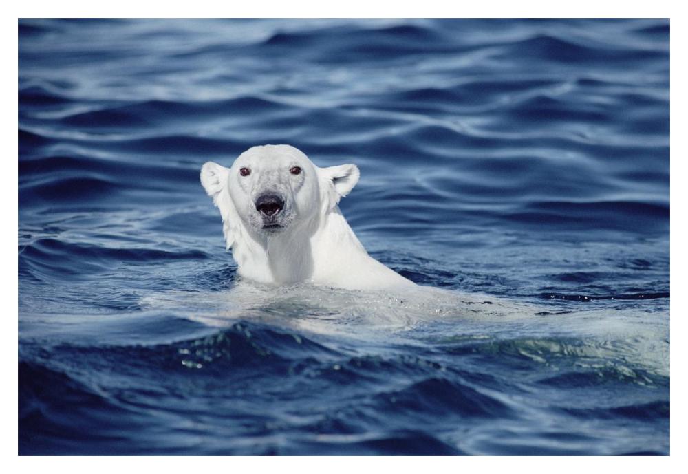 Polar Bear swimming, Baffin Island, Nunavut, Canada-Paper Art-20"x14"