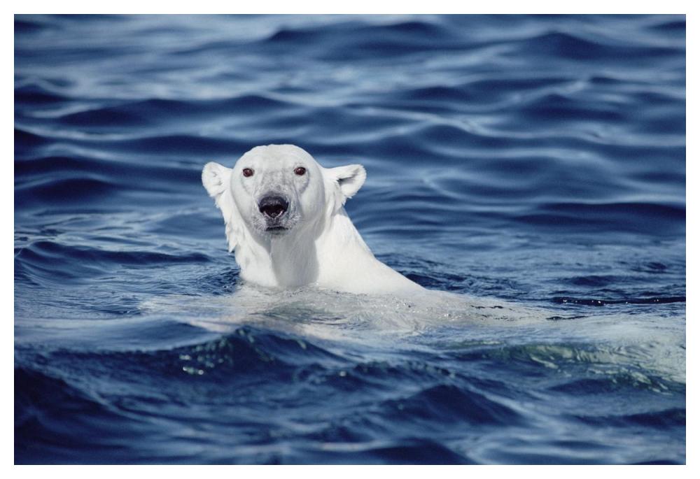 Polar Bear swimming, Baffin Island, Nunavut, Canada-Paper Art-50"x34"
