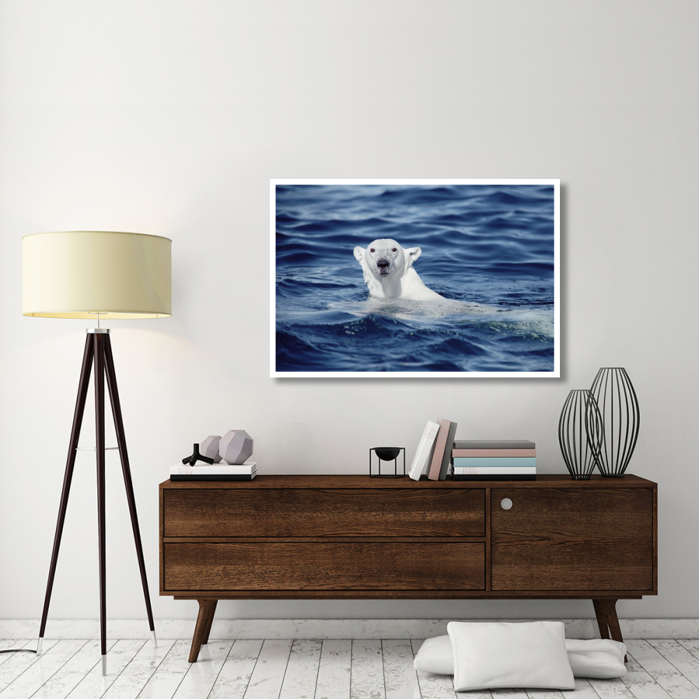 Polar Bear swimming, Baffin Island, Nunavut, Canada-Paper Art-50&quotx34"