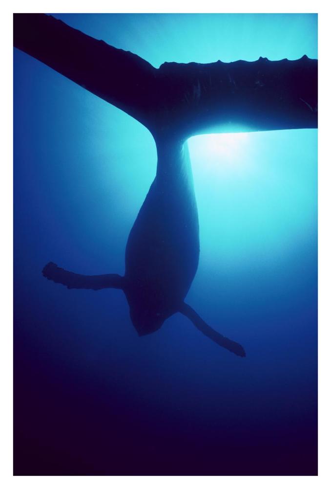 Humpback Whale male singing underwater, Maui, Hawaii-Paper Art-26"x38"
