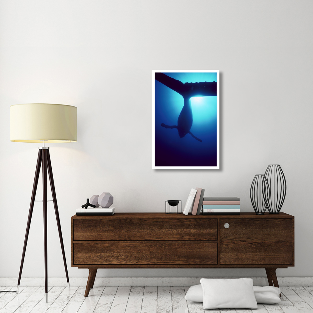 Humpback Whale male singing underwater, Maui, Hawaii-Paper Art-26&quotx38"