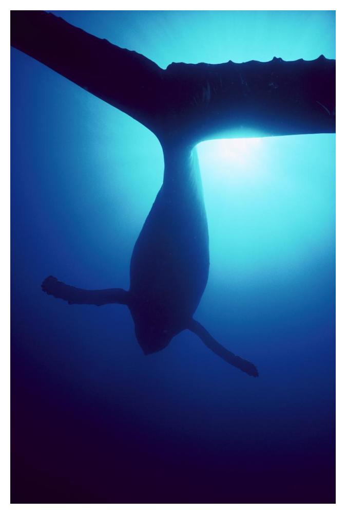 Humpback Whale male singing underwater, Maui, Hawaii-Paper Art-34"x50"
