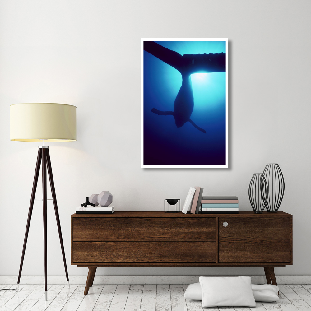 Humpback Whale male singing underwater, Maui, Hawaii-Paper Art-34&quotx50"
