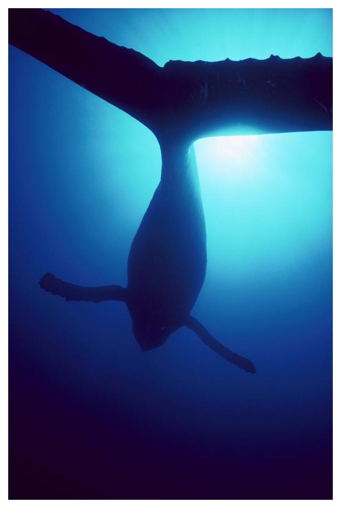 Humpback Whale male singing underwater, Maui, Hawaii-Paper Art-42"x62"