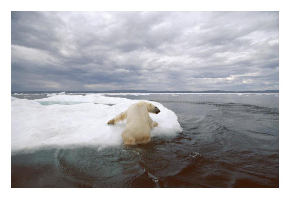 Polar Bear hauling out on ice floe, Wager Bay, Canada-Paper Art-26"x18"