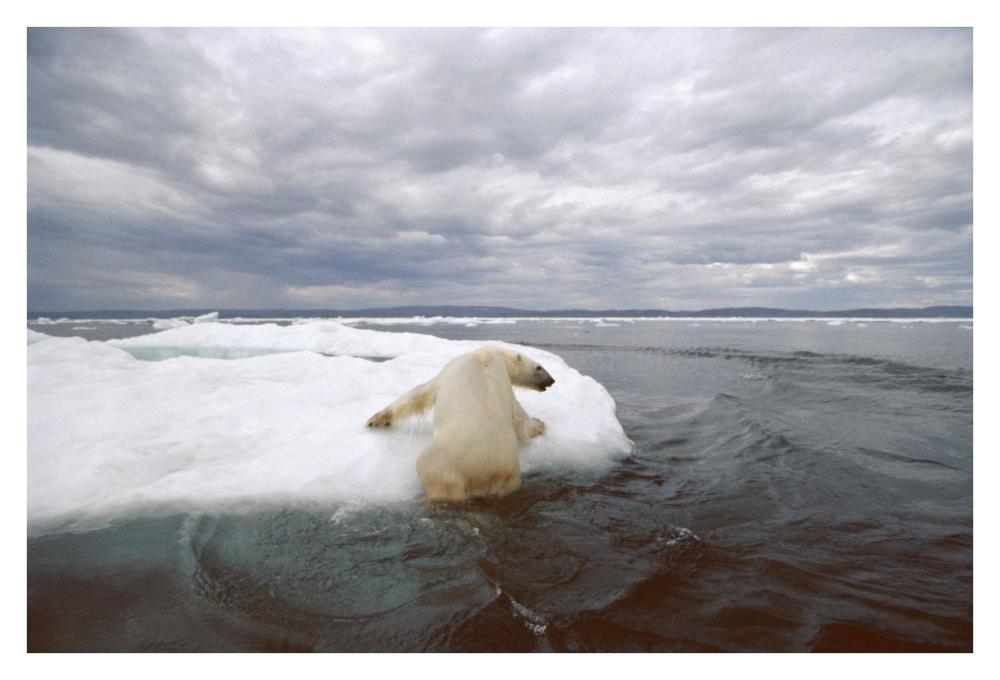 Polar Bear hauling out on ice floe, Wager Bay, Canada-Paper Art-38"x26"