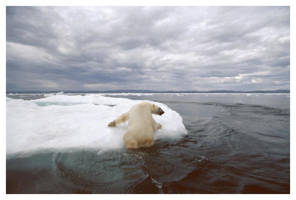 Polar Bear hauling out on ice floe, Wager Bay, Canada-Paper Art-50"x34"