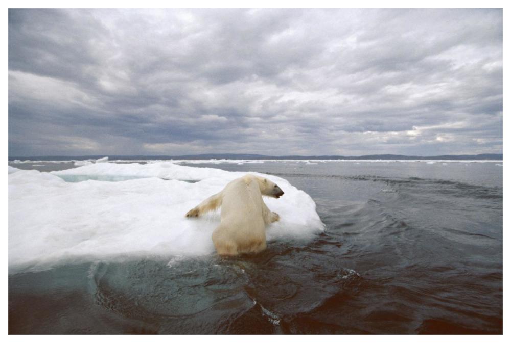 Polar Bear hauling out on ice floe, Wager Bay, Canada-Paper Art-62"x42"