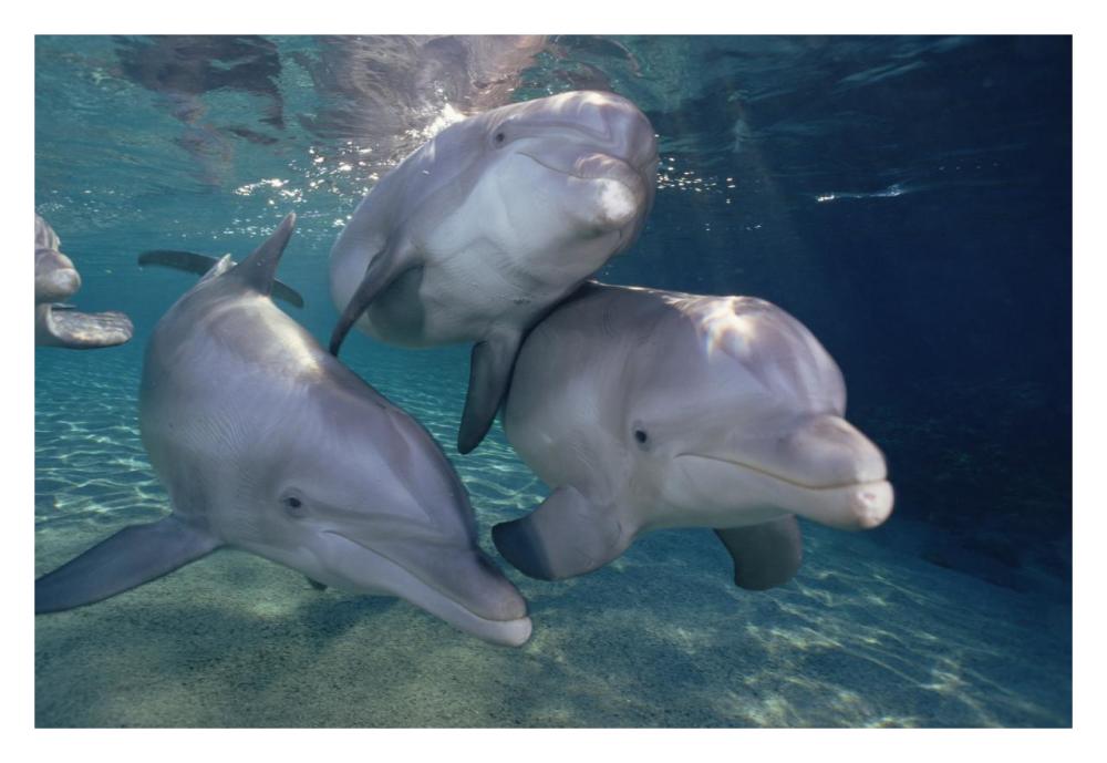 Bottlenose Dolphin trio underwater, Waikoloa Hyatt, Hawaii-Paper Art-32"x22"
