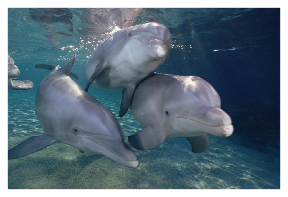 Bottlenose Dolphin trio underwater, Waikoloa Hyatt, Hawaii-Paper Art-38"x26"