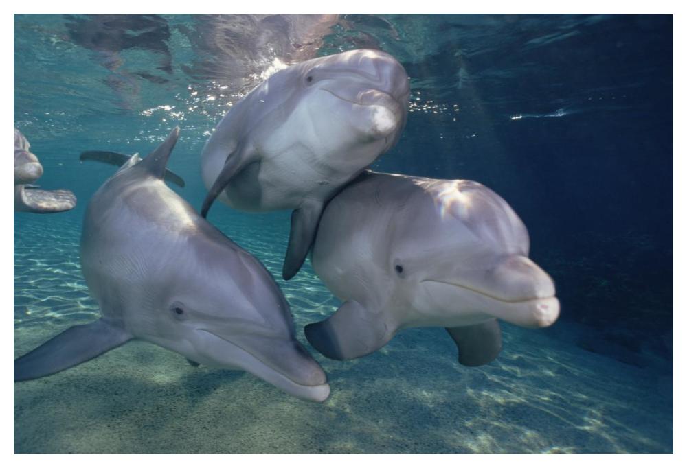 Bottlenose Dolphin trio underwater, Waikoloa Hyatt, Hawaii-Paper Art-50"x34"