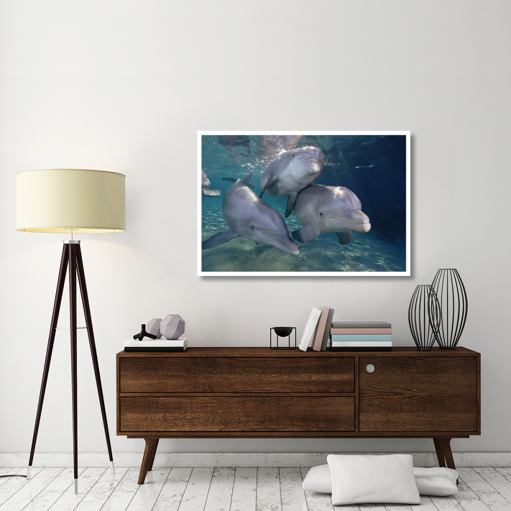 Bottlenose Dolphin trio underwater, Waikoloa Hyatt, Hawaii-Paper Art-50&quotx34"