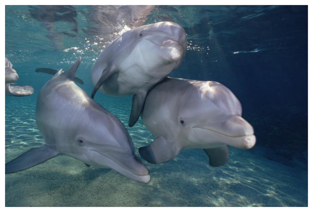 Bottlenose Dolphin trio underwater, Waikoloa Hyatt, Hawaii-Paper Art-62"x42"