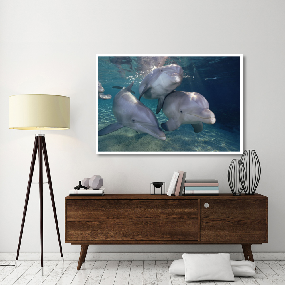 Bottlenose Dolphin trio underwater, Waikoloa Hyatt, Hawaii-Paper Art-62&quotx42"
