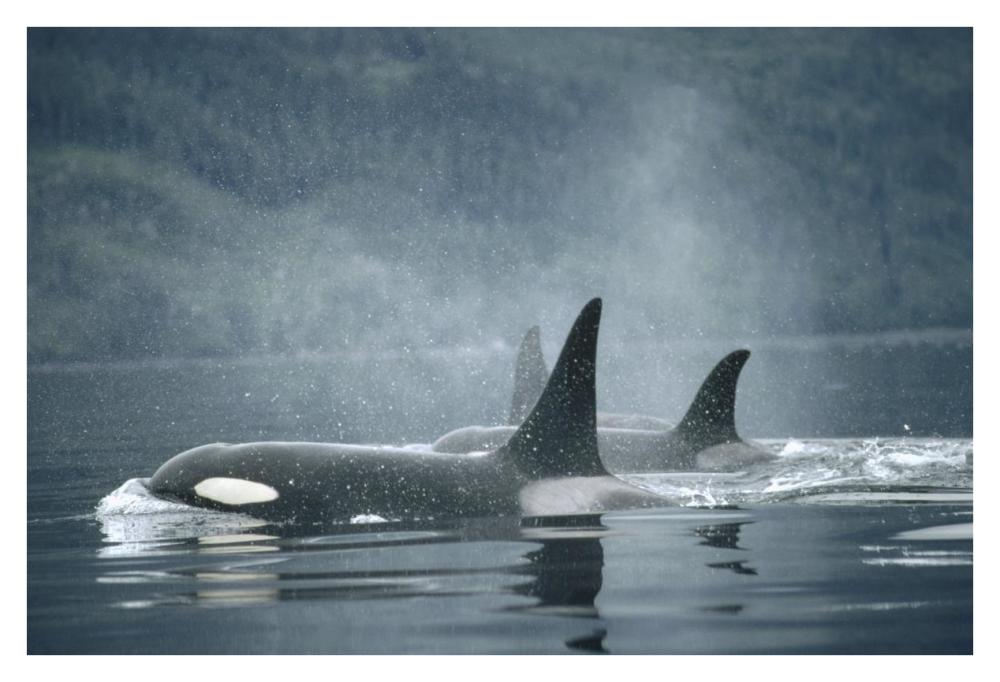 Orca group surfacing, Johnstone Strait, British Columbia, Canada-Paper Art-38"x26"