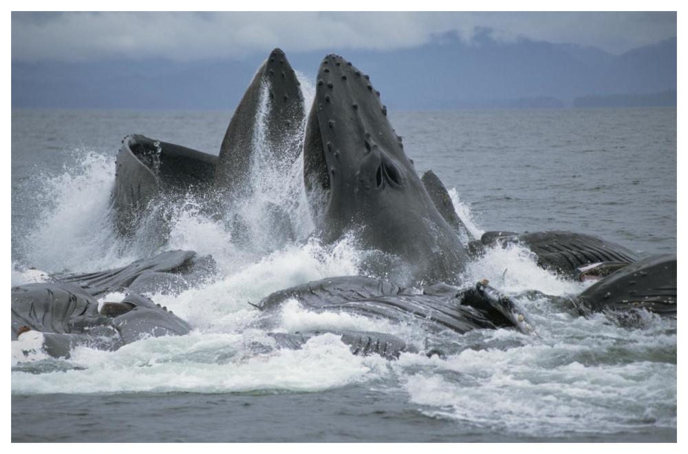 Humpback Whale cooperative gulp feeding on herring school, Southeast Alaska-Paper Art-62"x42"