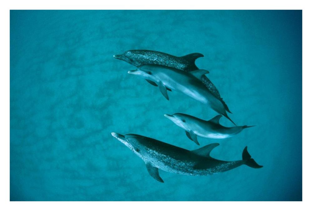 Atlantic Spotted Dolphin adult group with unspotted calf, underwater, Bahamas-Paper Art-32"x22"