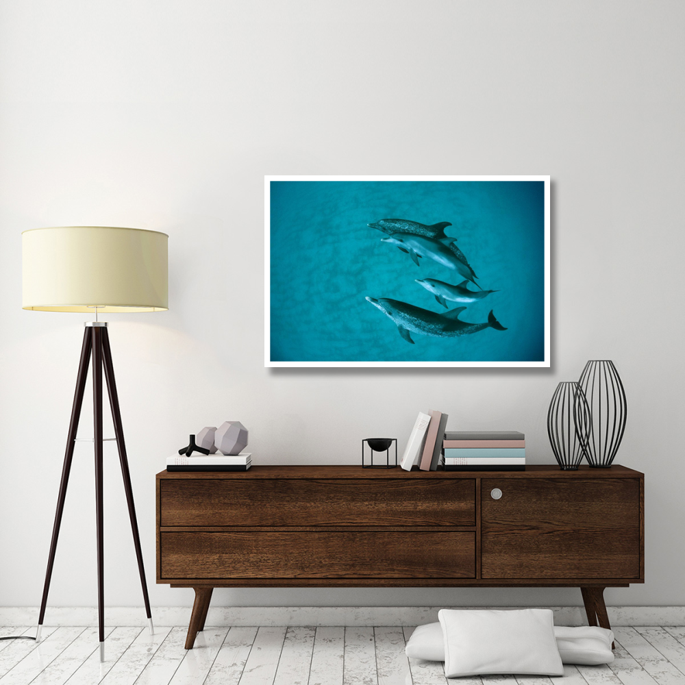 Atlantic Spotted Dolphin adult group with unspotted calf, underwater, Bahamas-Paper Art-50&quotx34"