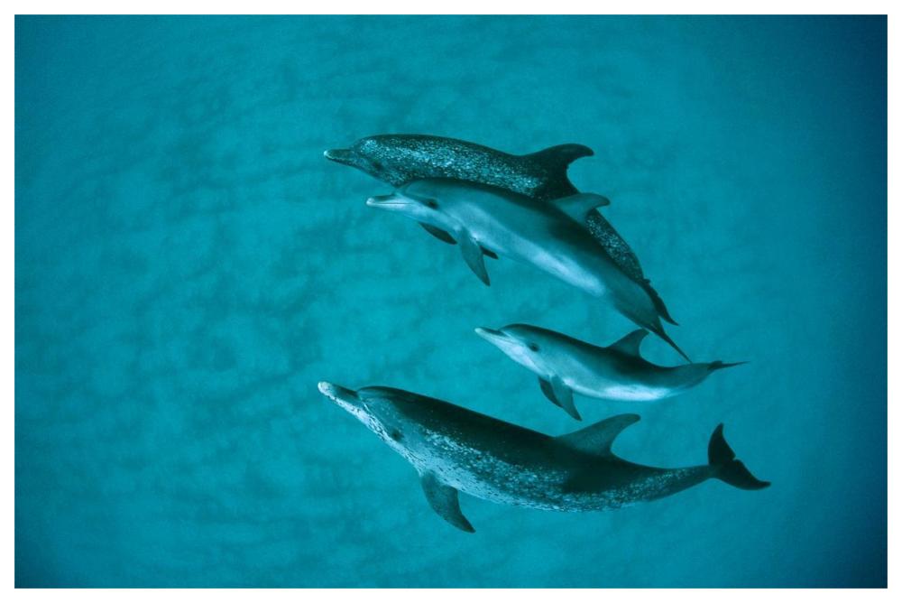 Atlantic Spotted Dolphin adult group with unspotted calf, underwater, Bahamas-Paper Art-62"x42"