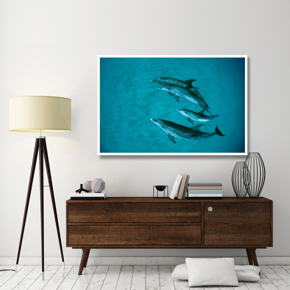 Atlantic Spotted Dolphin adult group with unspotted calf, underwater, Bahamas-Paper Art-62&quotx42"