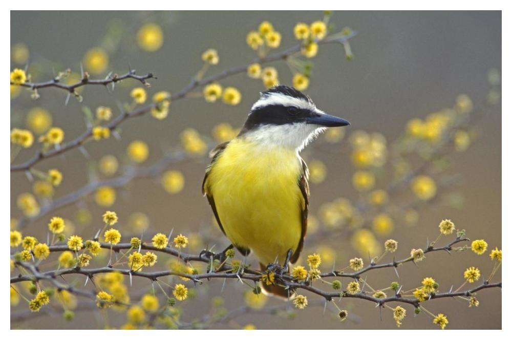 Great Kiskadee perched on flowering Huisache, Lake Corpus Christi State Park, Texas-Paper Art-50"x34"