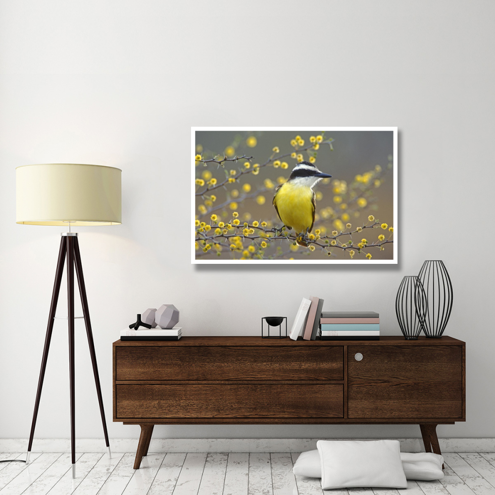 Great Kiskadee perched on flowering Huisache, Lake Corpus Christi State Park, Texas-Paper Art-50&quotx34"