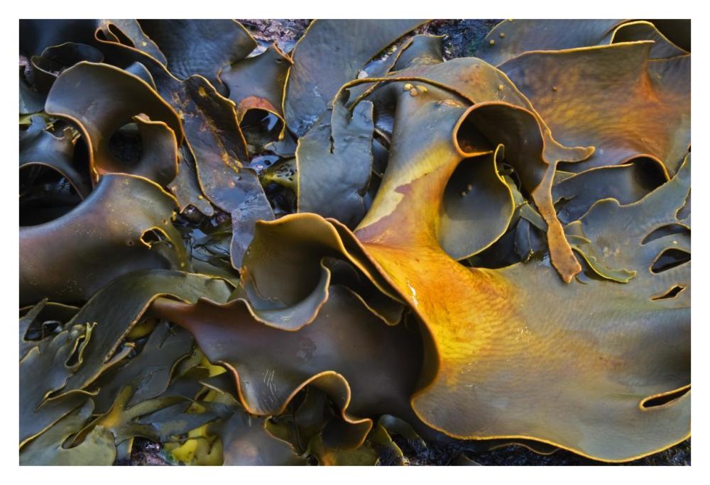 Bull Kelp close-up, Falkland Islands-Paper Art-38"x26"