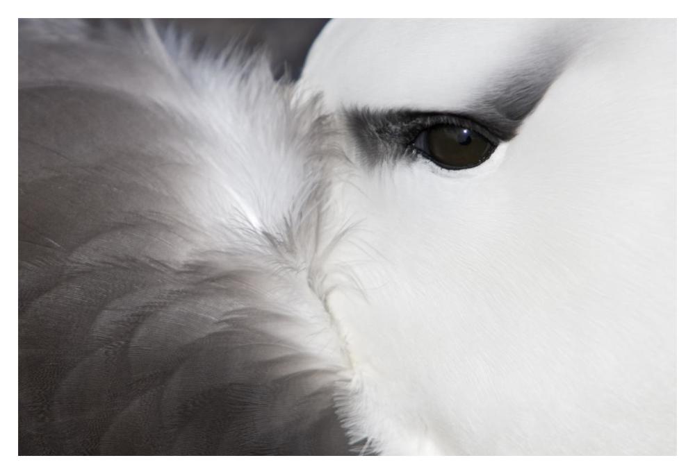 Black-browed Albatross detail, Falkland Islands-Paper Art-20"x14"