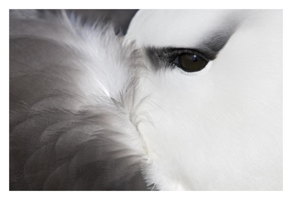 Black-browed Albatross detail, Falkland Islands-Paper Art-32"x22"