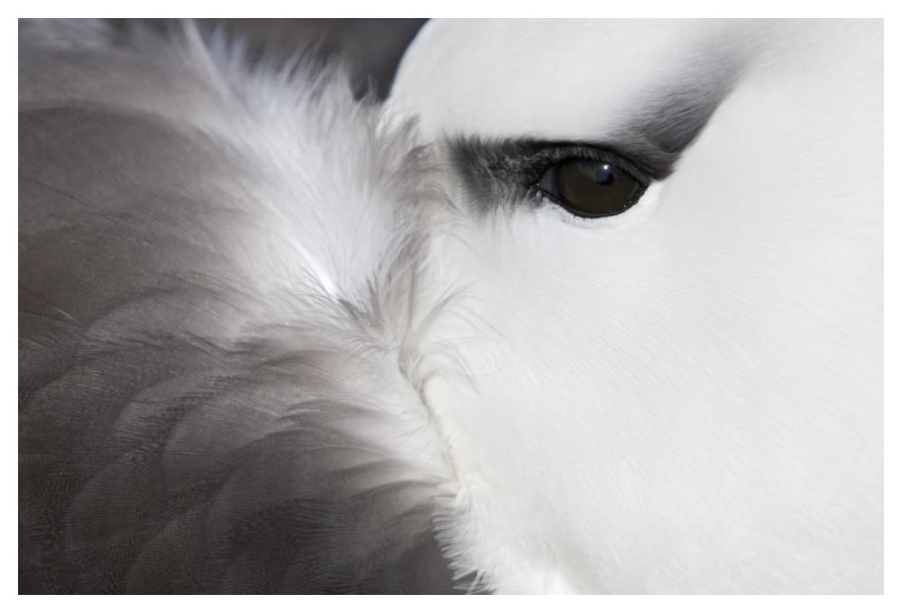 Black-browed Albatross detail, Falkland Islands-Paper Art-50"x34"