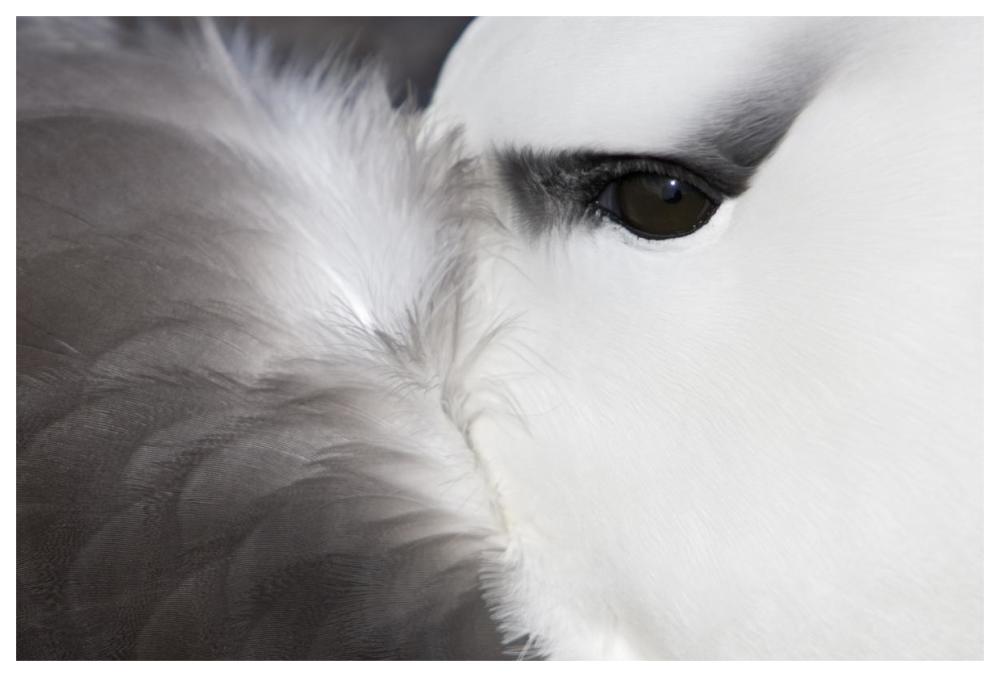 Black-browed Albatross detail, Falkland Islands-Paper Art-62"x42"