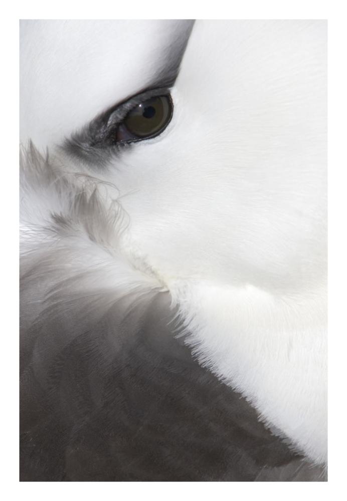 Black-browed Albatross detail, Falkland Islands-Paper Art-18"x26"