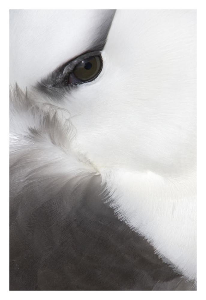 Black-browed Albatross detail, Falkland Islands-Paper Art-22"x32"