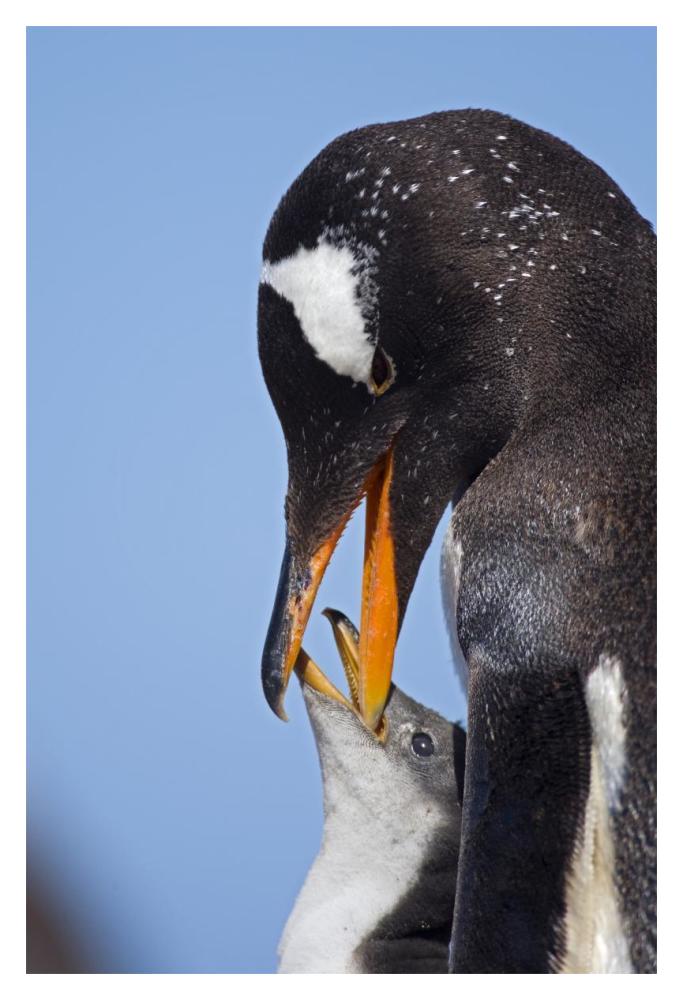 Gentoo Penguin adult feeding chick, Falkland Islands, South Atlantic Ocean-Paper Art-14"x20"