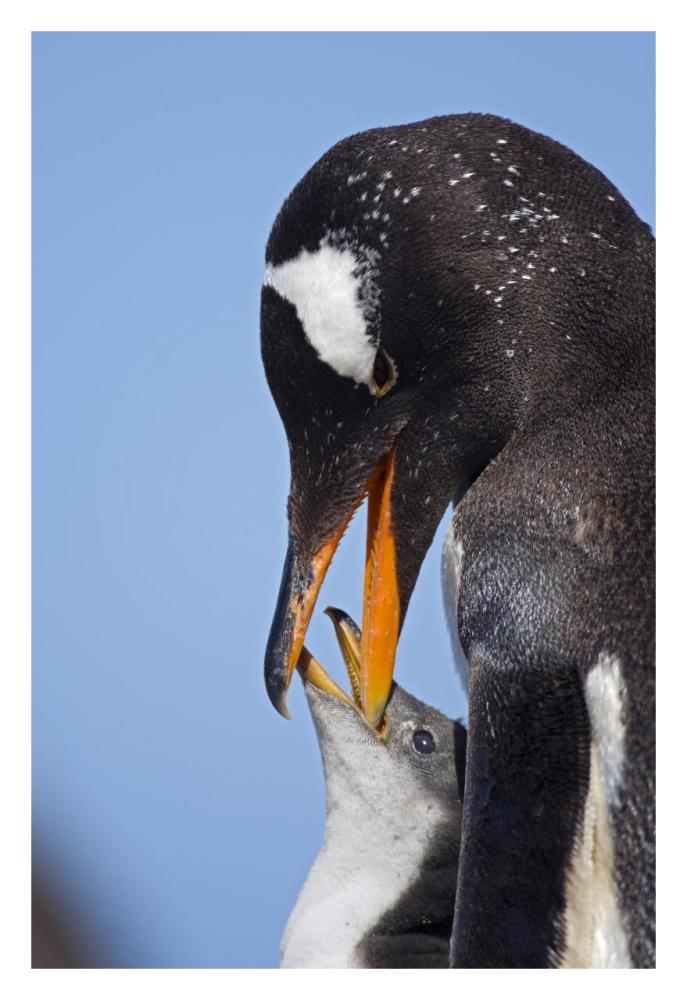 Gentoo Penguin adult feeding chick, Falkland Islands, South Atlantic Ocean-Paper Art-22"x32"