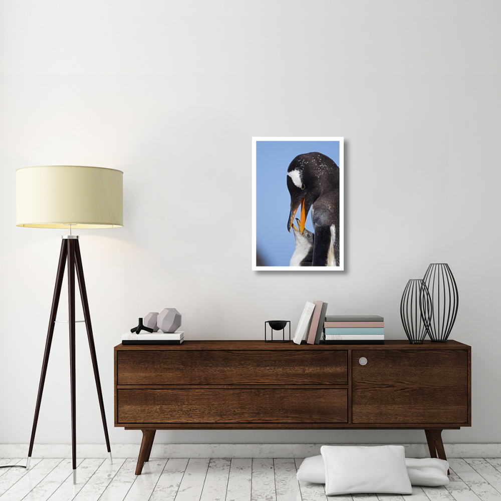 Gentoo Penguin adult feeding chick, Falkland Islands, South Atlantic Ocean-Paper Art-22&quotx32"