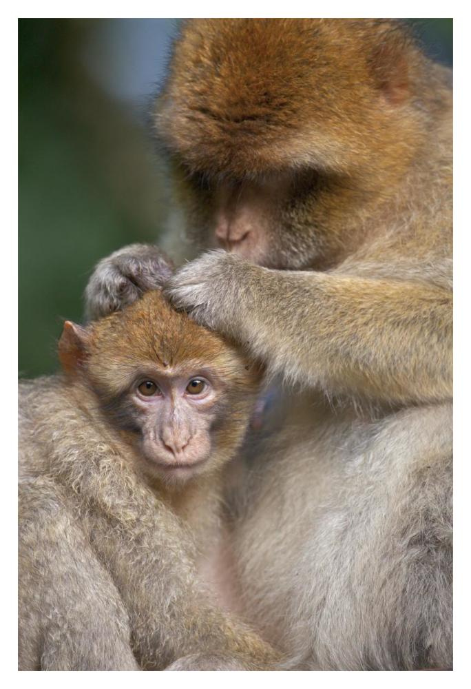 Barbary Macaque mother grooming baby, Affenberg SalemLake, Constance, Germany-Paper Art-14"x20"