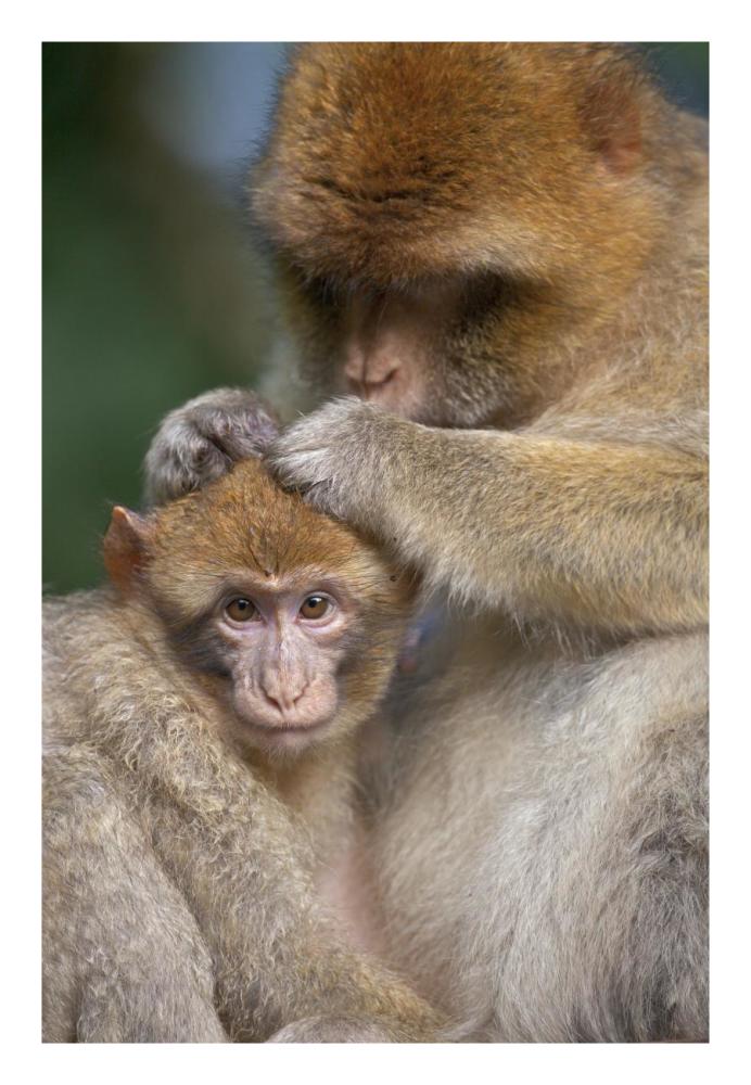 Barbary Macaque mother grooming baby, Affenberg SalemLake, Constance, Germany-Paper Art-18"x26"