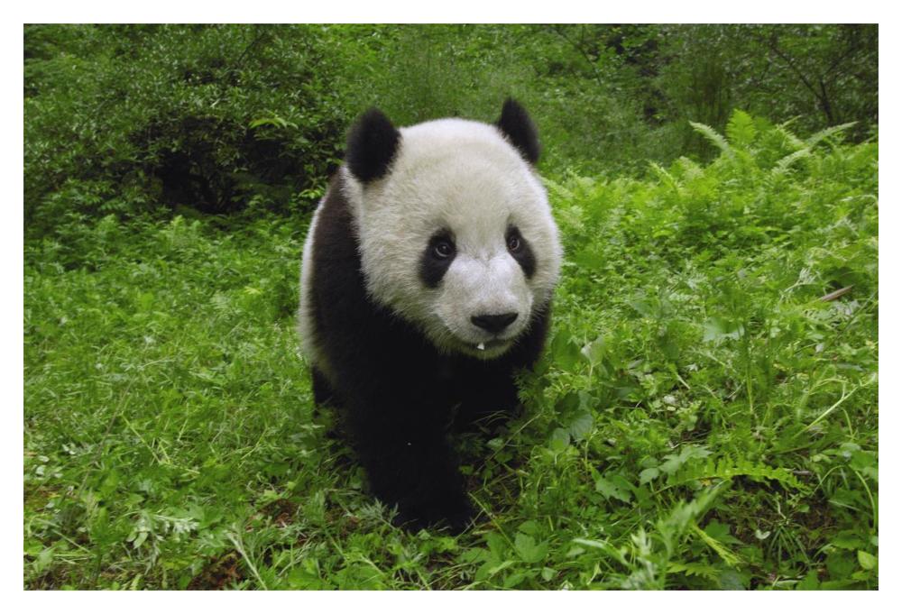 Giant Panda standing in vegetation, Wolong Nature Reserve, China-Paper Art-20"x14"
