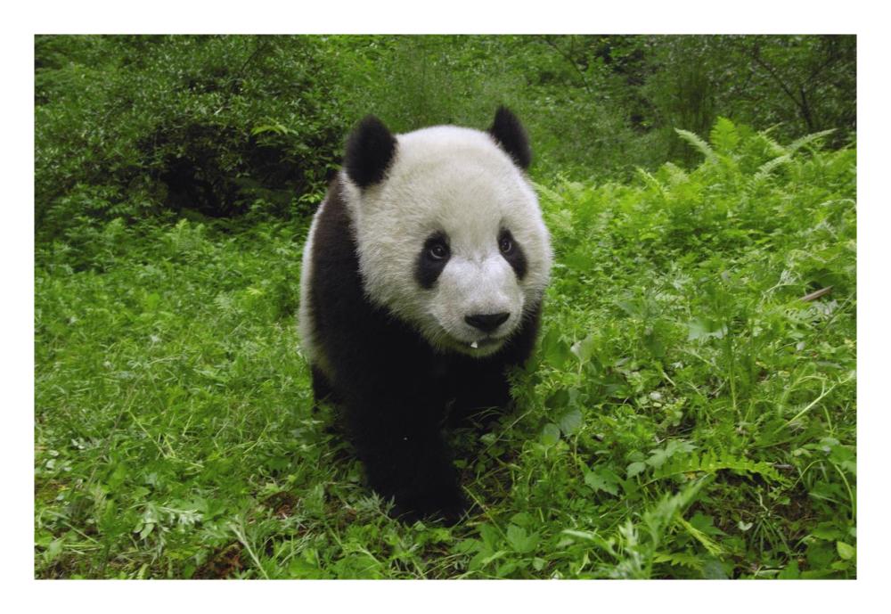 Giant Panda standing in vegetation, Wolong Nature Reserve, China-Paper Art-26"x18"