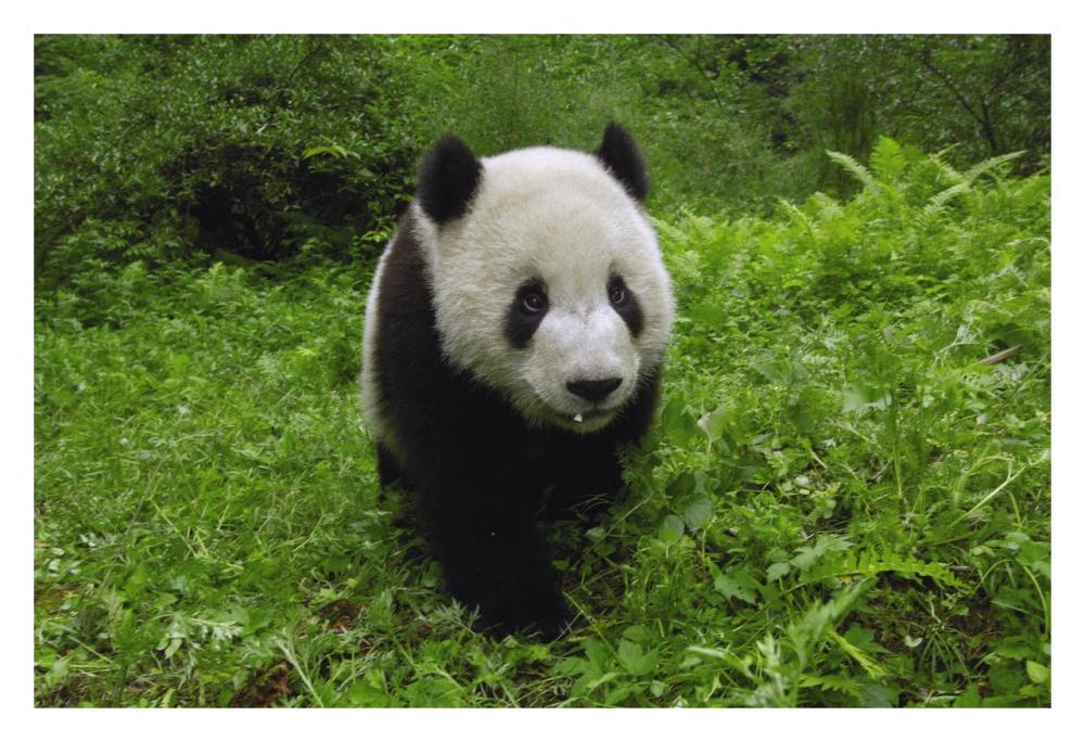 Giant Panda standing in vegetation, Wolong Nature Reserve, China-Paper Art-32"x22"