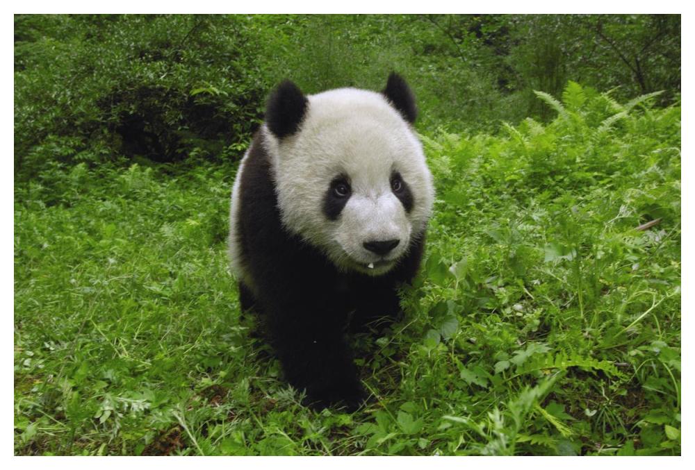 Giant Panda standing in vegetation, Wolong Nature Reserve, China-Paper Art-50"x34"