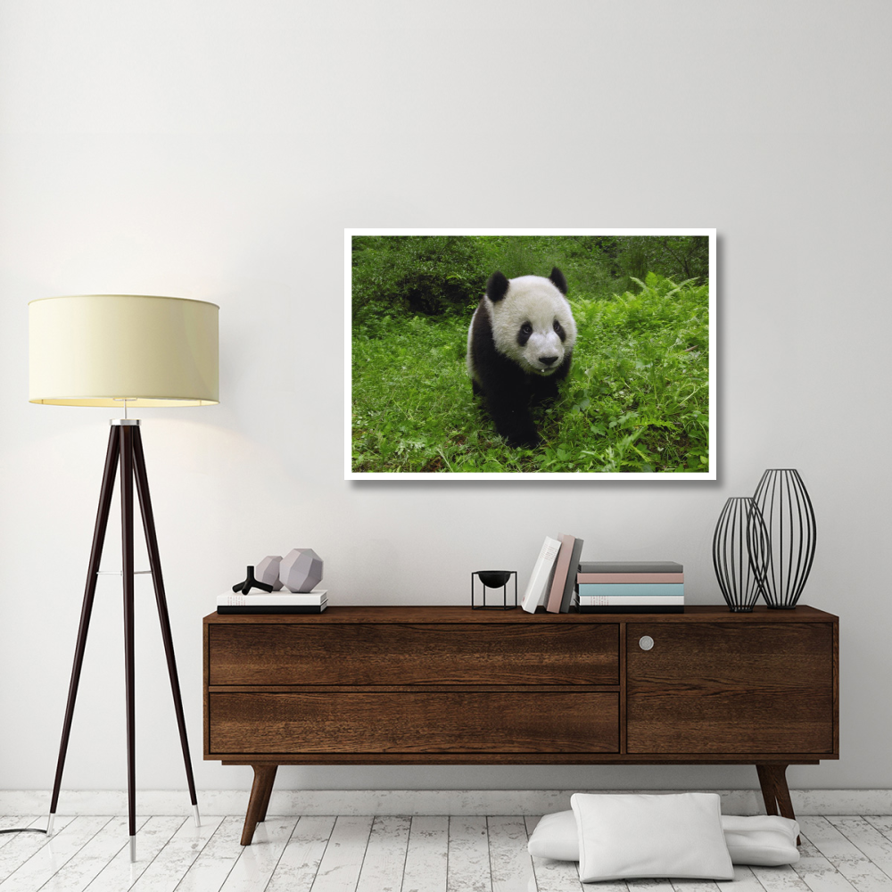Giant Panda standing in vegetation, Wolong Nature Reserve, China-Paper Art-50&quotx34"
