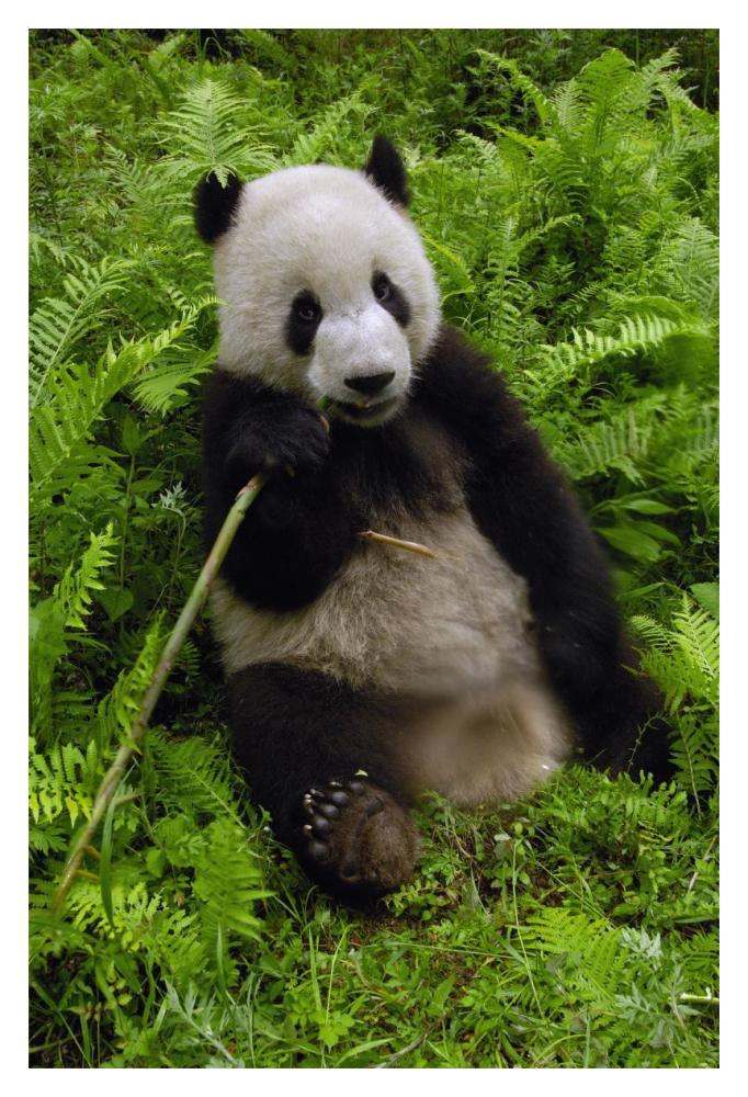 Giant Panda eating bamboo, Wolong Nature Reserve, China-Paper Art-14"x20"