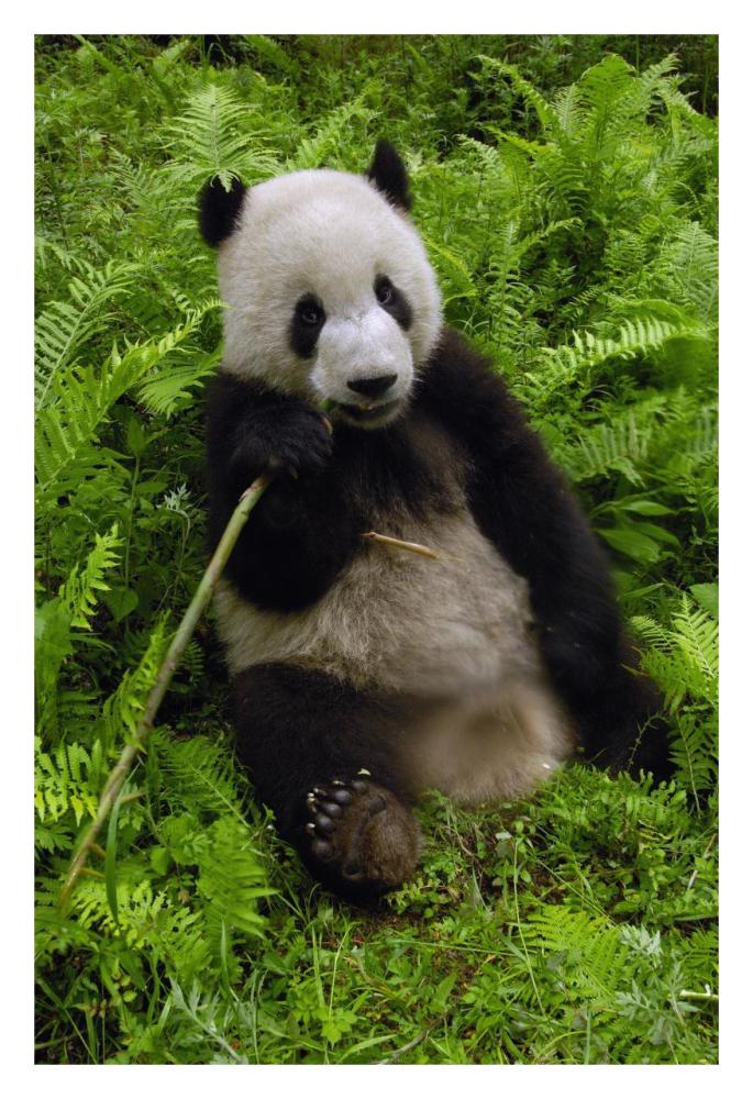 Giant Panda eating bamboo, Wolong Nature Reserve, China-Paper Art-22"x32"