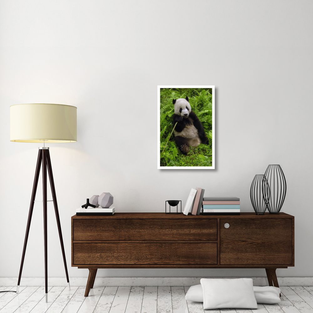 Giant Panda eating bamboo, Wolong Nature Reserve, China-Paper Art-22&quotx32"