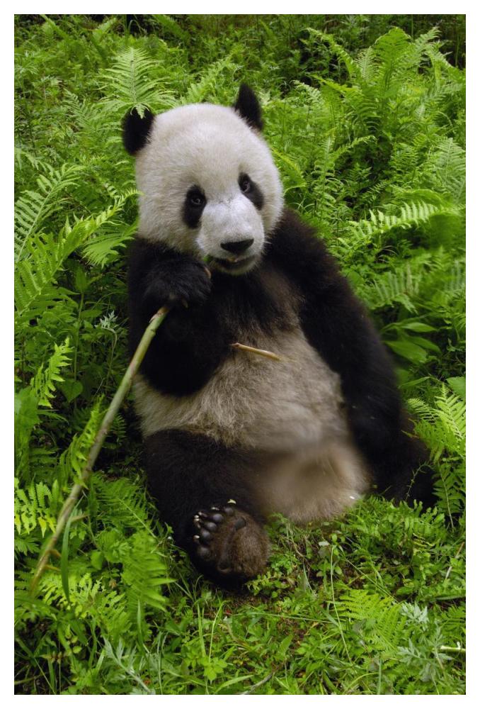Giant Panda eating bamboo, Wolong Nature Reserve, China-Paper Art-34"x50"